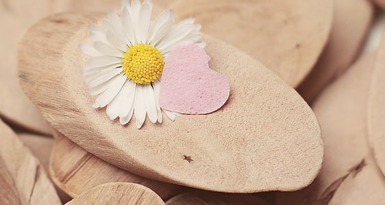 oxeye daisy flower on brown cut log thumbnail
