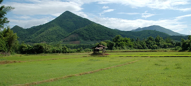 green grass field thumbnail