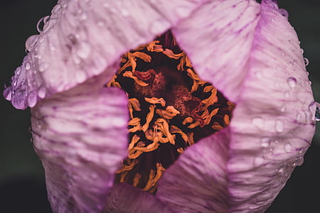 closeup photography of pink tulip flower bud with water droplets thumbnail