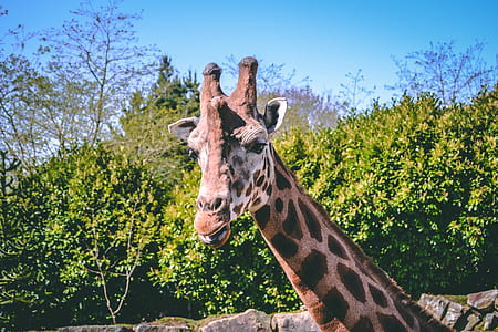 shallow focus photo of giraffe thumbnail