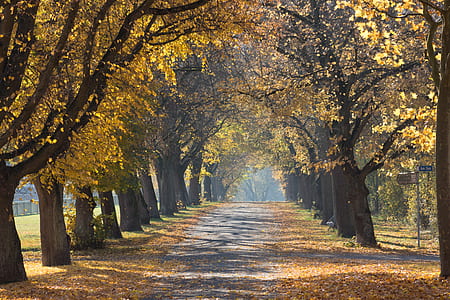 walkway between trees with leaves on the ground thumbnail