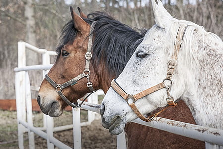 brown and white horses thumbnail