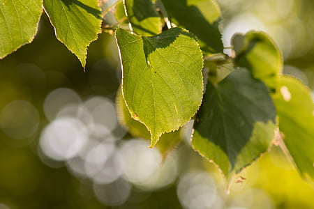 shallow focus photography of green leaves thumbnail