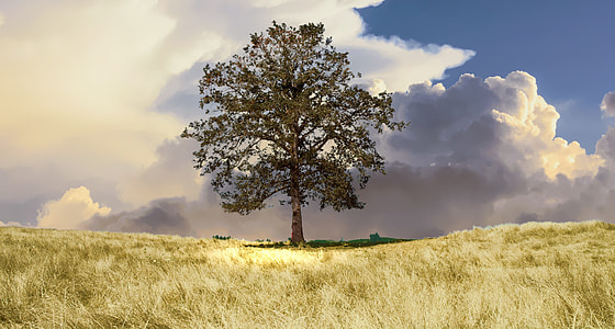 panoramic photograph of tree in open field during daytime thumbnail