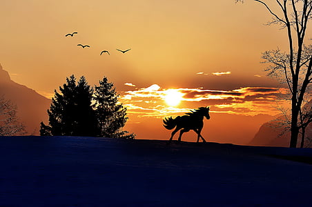 photo of horse near forest during golden hour thumbnail