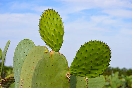 green cactus thumbnail