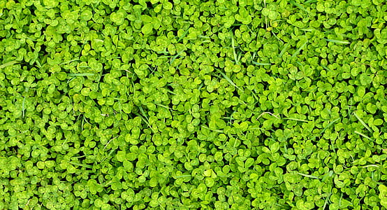 green leafed grass thumbnail
