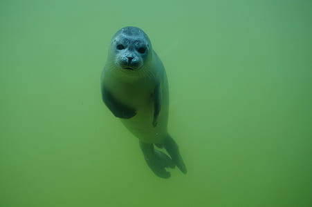 gray seal underwater thumbnail