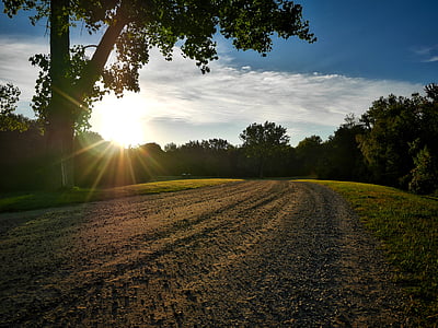 green leaf tree at sunset thumbnail