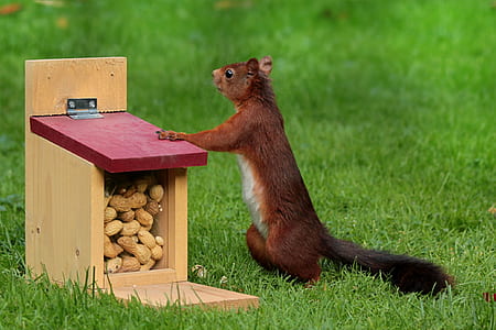 raccoon standing beside wooden box filled with peanuts thumbnail