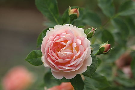 pink rose flowers thumbnail