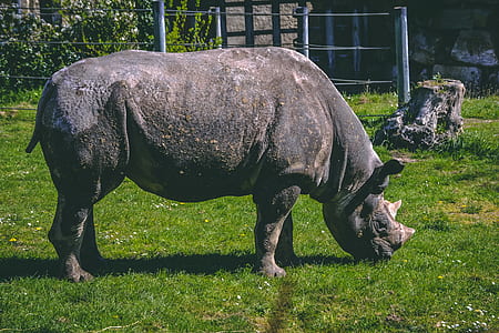 brown rhinoceros on green grass thumbnail