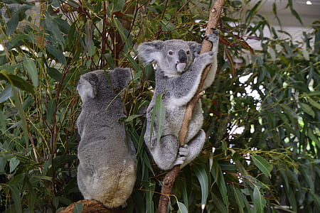 two gray animals on trees thumbnail