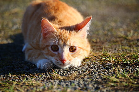 orange tabbyt ca thumbnail