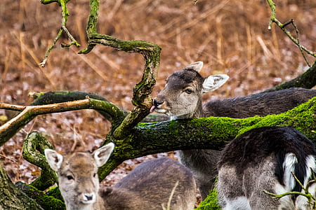 three brown deer standing near three thumbnail