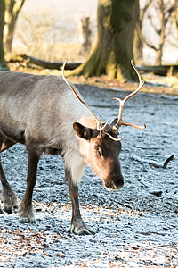 brown moose thumbnail