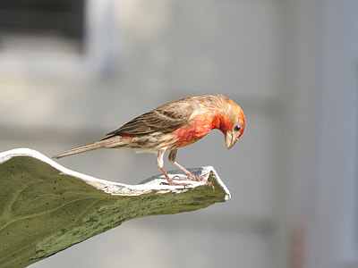 orange, white and black bird in macro shot thumbnail
