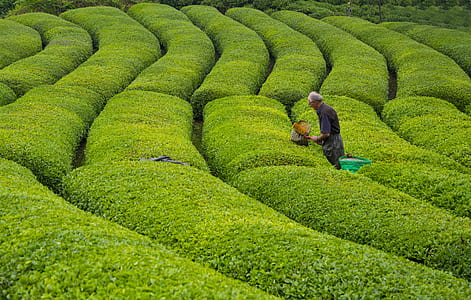 man holding gardening tool thumbnail