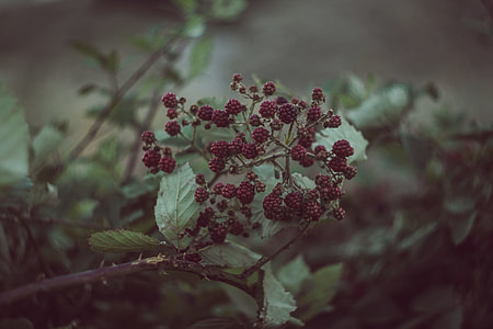 close up photography of raspberry fruit thumbnail