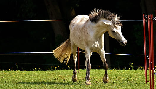 white horse on green grass during daytime thumbnail