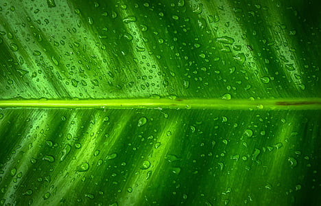 macro photography of green leaf thumbnail