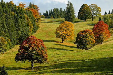 three red trees during daytime thumbnail