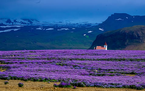 Purple Flower Field thumbnail