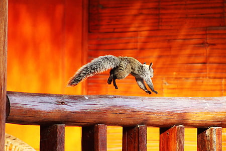 brown meerkat on brown wooden baluster thumbnail