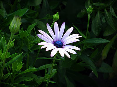 flower, petal, plant, purple thumbnail