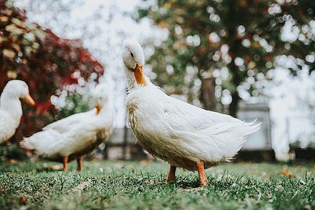 White ducks on the grass thumbnail