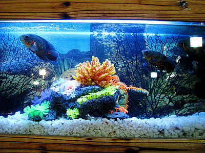 two pet fish in tank thumbnail
