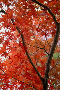 maple tree during daytime thumbnail