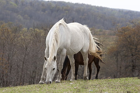white and brown horses on the field thumbnail