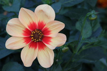 white and red nine petaled flower thumbnail