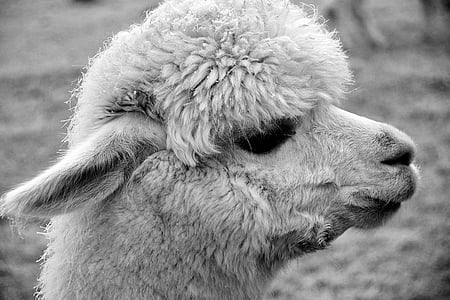 grayscale photo of sheep's head thumbnail