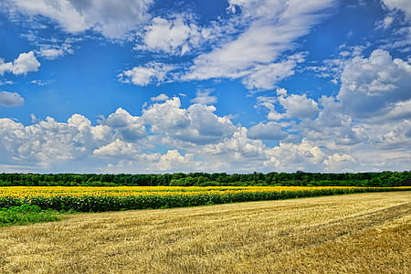 green field under blue sky thumbnail