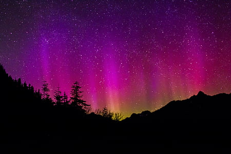 silhouette of trees under stars digital wallpaper thumbnail