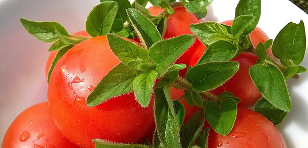 red tomatoes on white plate close-up photography thumbnail