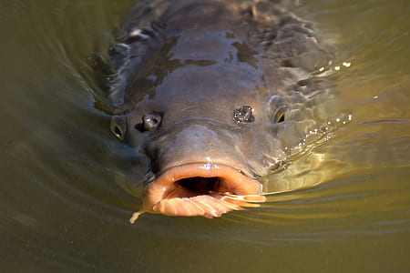 closeup photo of black brown pet fish thumbnail