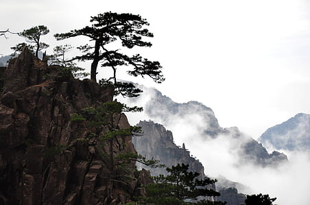 green leafed trees on brown cliff during daytime thumbnail
