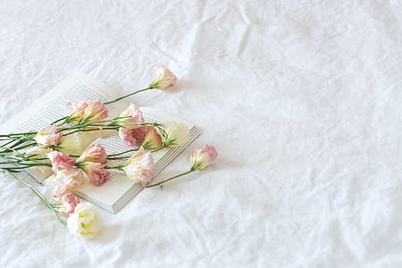 Pink Pedals & White Sheets Photo thumbnail