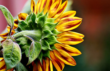 closeup photography of yellow sunflower thumbnail