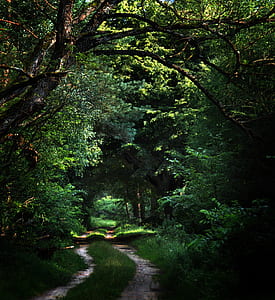 green leafed trees above pathway thumbnail
