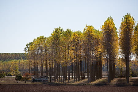 yellow-and-green trees landscape photography thumbnail