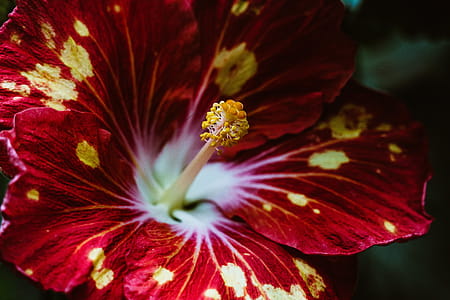 Red Tropical Flower Photo thumbnail