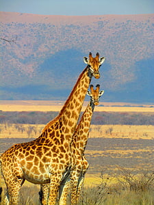 two brown Giraffes thumbnail