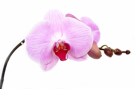 pink moth orchid in selective focus photography thumbnail