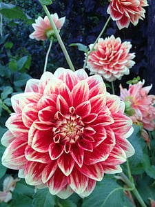 white and red petaled flowers in bloom thumbnail