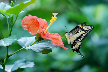 tiger swallowtail butterfly perched on red hibiscus plant thumbnail