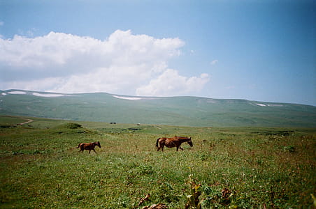 Photo Of Two Horses On Grass Field thumbnail